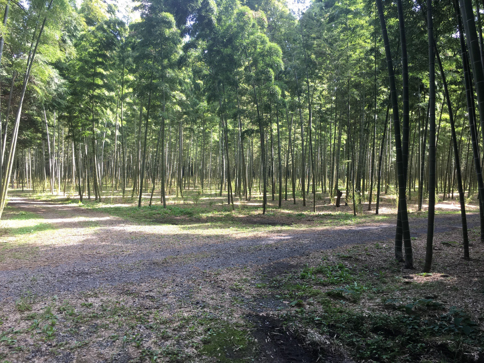 栃木県宇都宮市の竹林